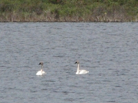 Two swans